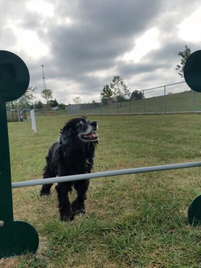 Oberlin Dog Park - Oberlin, OH