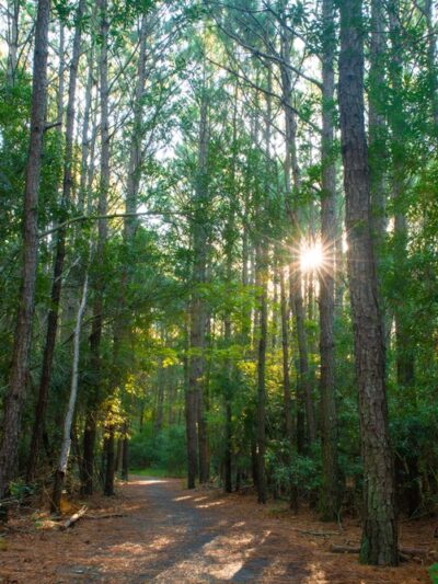 Fresh Pond Trailhead Parking - Ocean View, DE