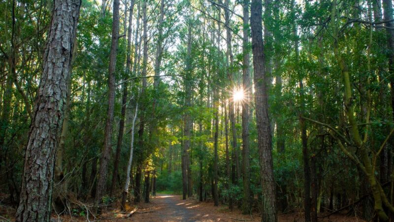 Fresh Pond Trailhead Parking - Ocean View, DE