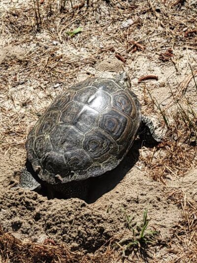 Fresh Pond Trailhead Parking - Ocean View, DE