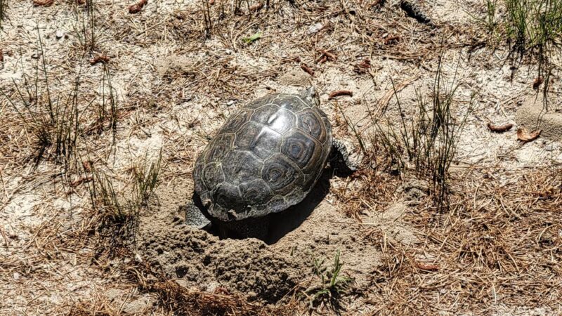 Fresh Pond Trailhead Parking - Ocean View, DE