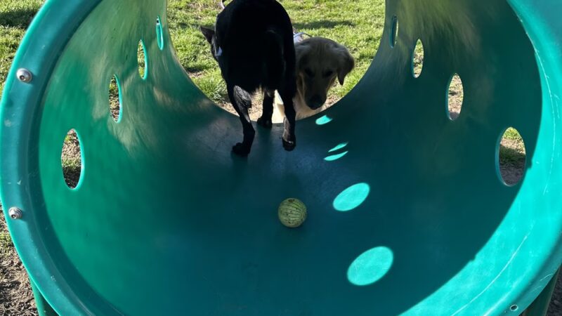 Dog Park O’Neill Heights - Oceanside, CA