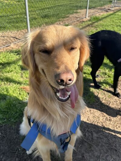 Dog Park O’Neill Heights - Oceanside, CA