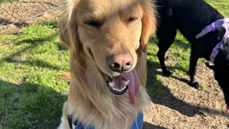 Dog Park O’Neill Heights - Oceanside, CA