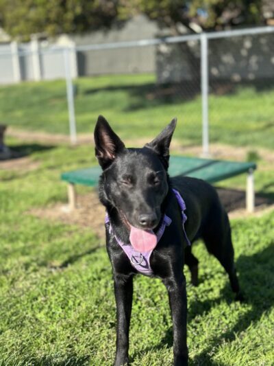 Dog Park O’Neill Heights - Oceanside, CA