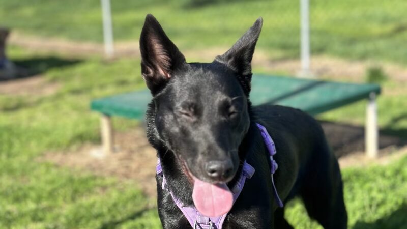 Dog Park O’Neill Heights - Oceanside, CA