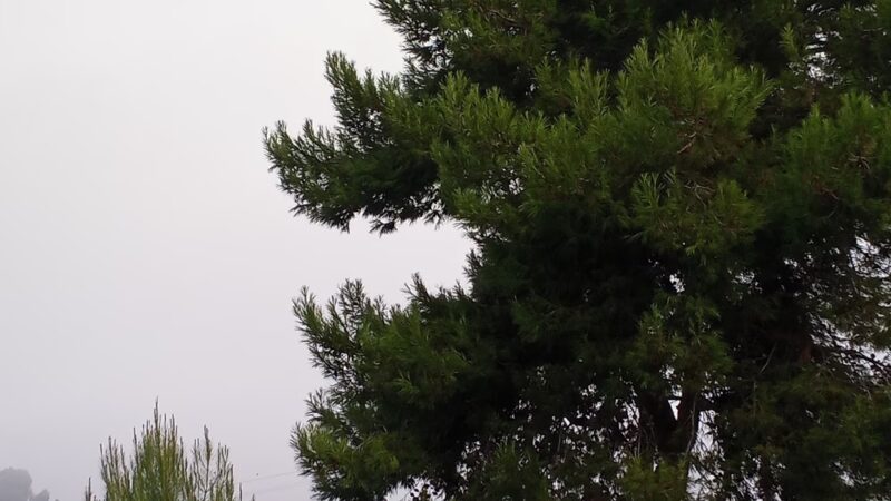 Joseph Carrasco Park - Oceanside, CA