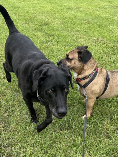 Marlado Highlands Park - Oceanside, CA