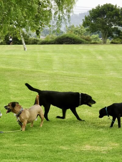 Marlado Highlands Park - Oceanside, CA