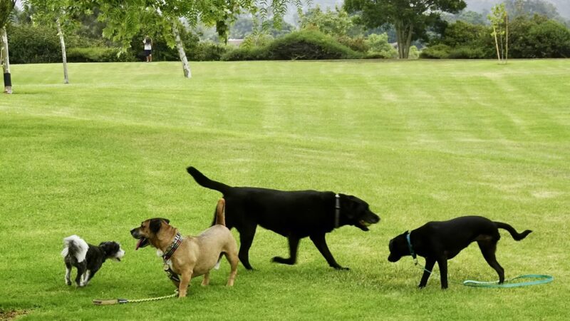 Marlado Highlands Park - Oceanside, CA