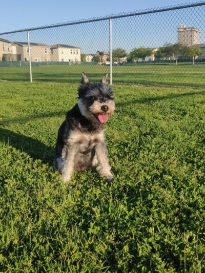 Military access only: Del Mar Dog Park - Oceanside, CA