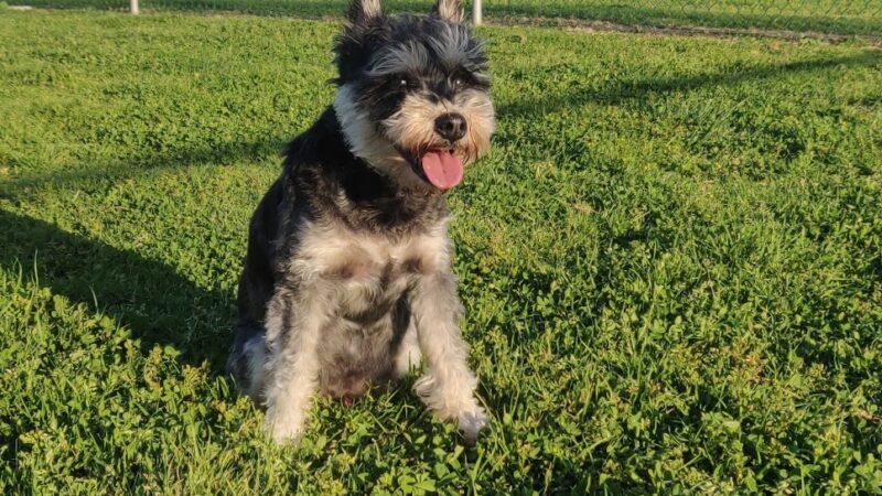 Military access only: Del Mar Dog Park - Oceanside, CA
