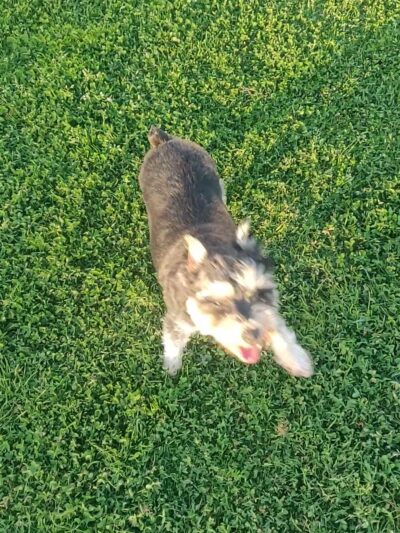 Military access only: Del Mar Dog Park - Oceanside, CA