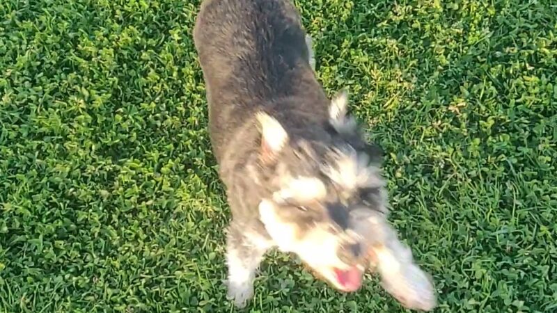 Military access only: Del Mar Dog Park - Oceanside, CA