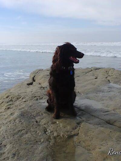 Military access only: Del Mar Dog Park - Oceanside, CA