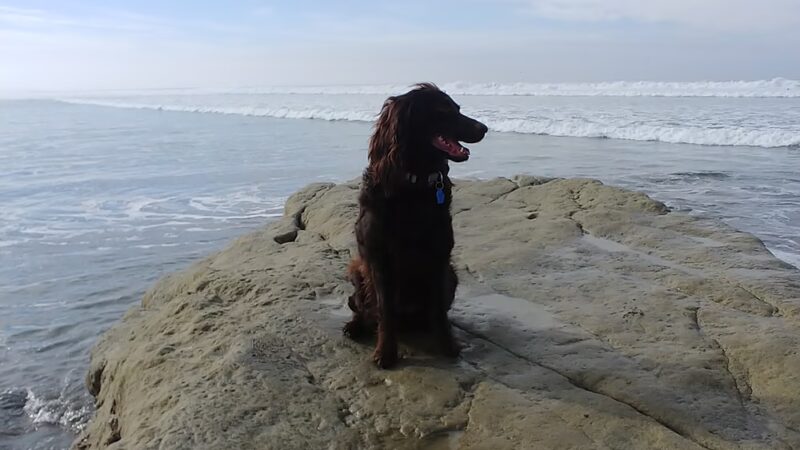 Military access only: Del Mar Dog Park - Oceanside, CA