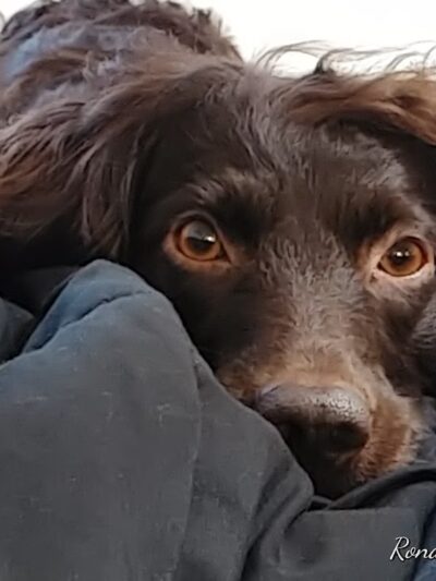 Military access only: Del Mar Dog Park - Oceanside, CA