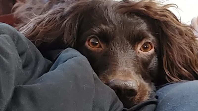 Military access only: Del Mar Dog Park - Oceanside, CA