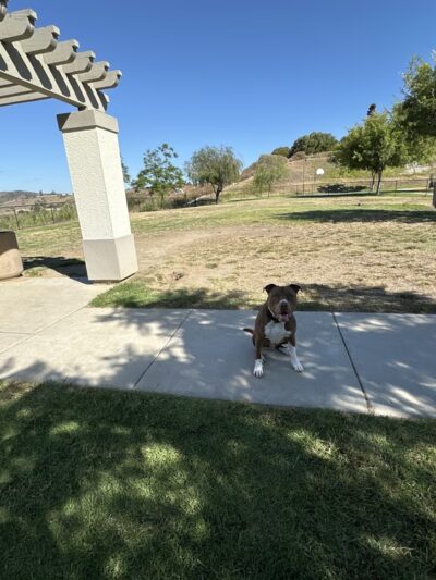 SLR Dog Park - Oceanside, CA