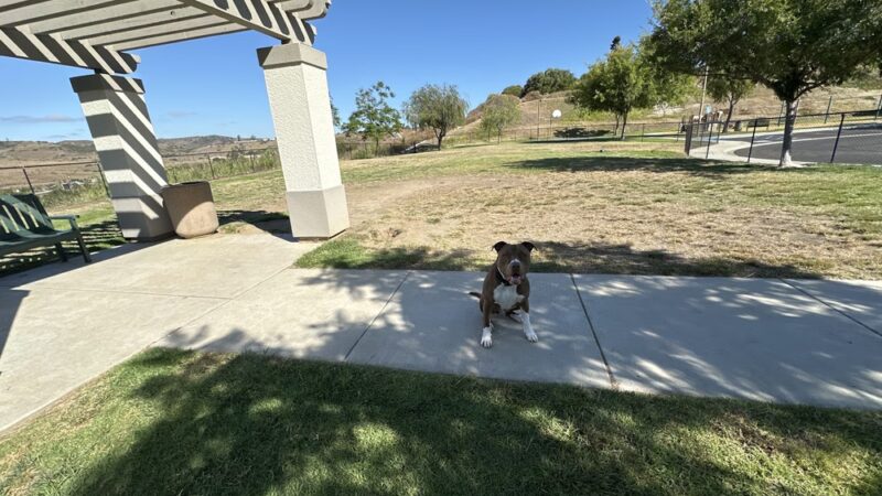 SLR Dog Park - Oceanside, CA