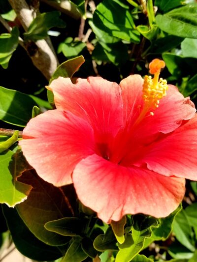 Stuart Mesa District Dog park - Oceanside, CA