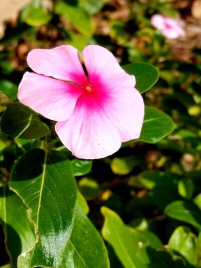 Stuart Mesa District Dog park - Oceanside, CA