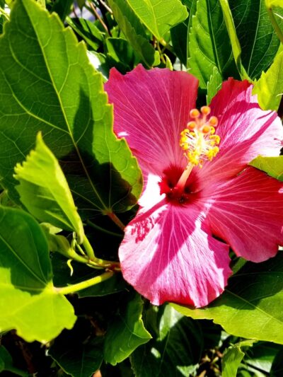 Stuart Mesa District Dog park - Oceanside, CA