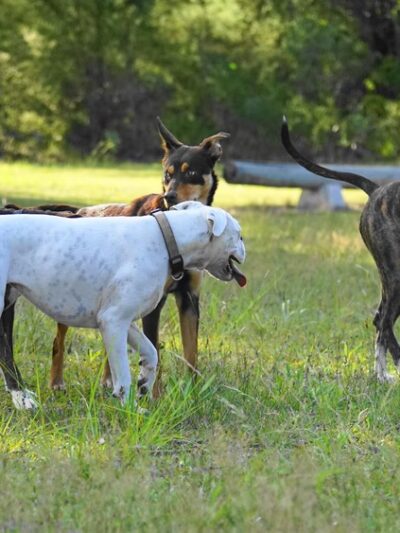 Dog Park - Ochopee, FL