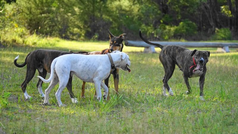 Dog Park - Ochopee, FL