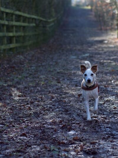 Dog Park - Ochopee, FL