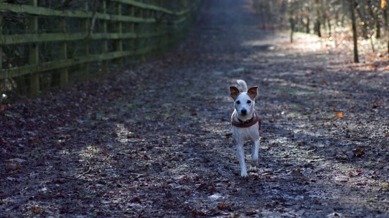 Dog Park - Ochopee, FL