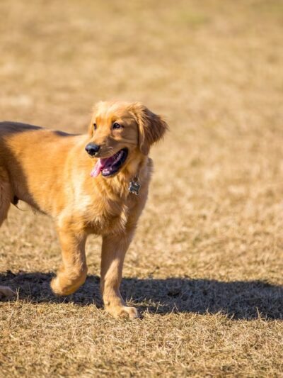 Dog Park - Ochopee, FL