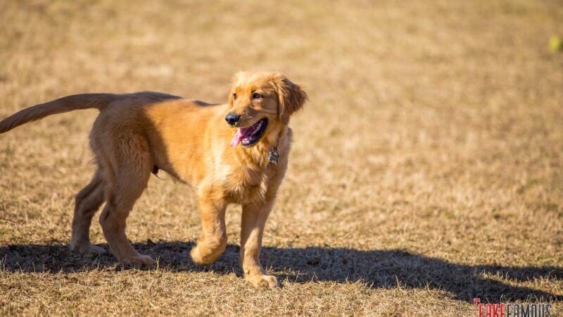Dog Park - Ochopee, FL