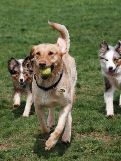 Dog Park - Ochopee, FL