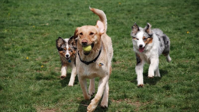 Dog Park - Ochopee, FL