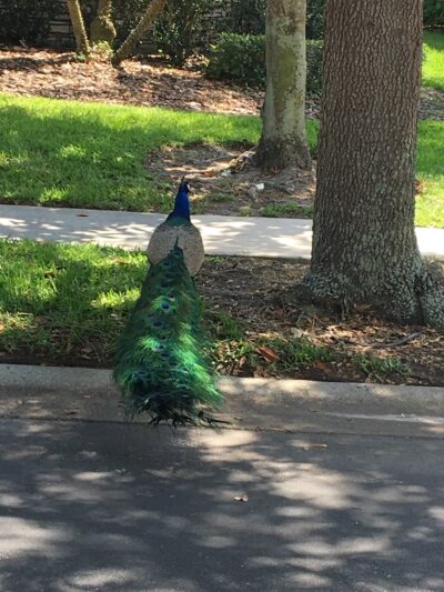 Freedom Park - Ocoee, FL