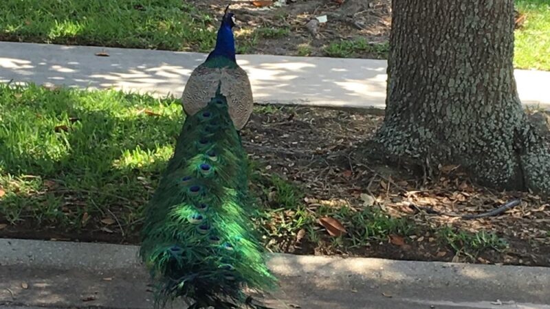 Freedom Park - Ocoee, FL