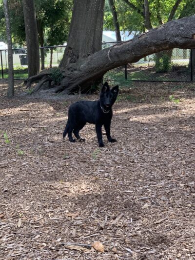 Montgomery Park - Ocoee, FL