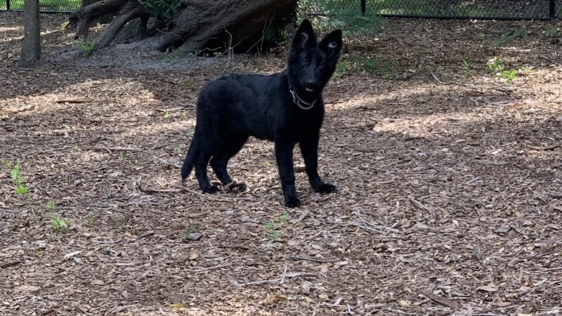 Montgomery Park - Ocoee, FL