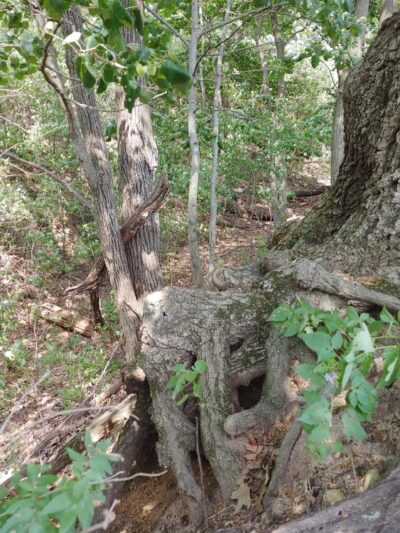 Chapman Park - Oconomowoc, WI