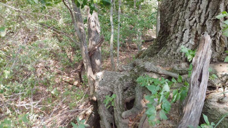 Chapman Park - Oconomowoc, WI