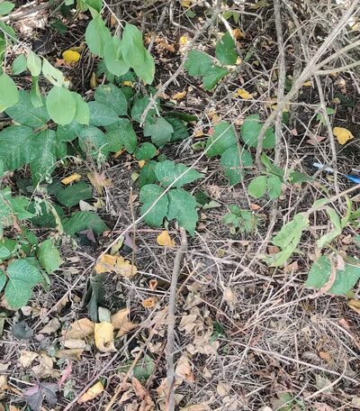 Oglesby Dog Park - Oglesby, IL