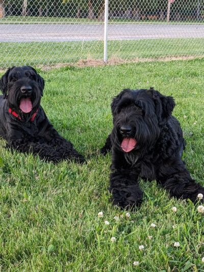 Oglesby Dog Park - Oglesby, IL