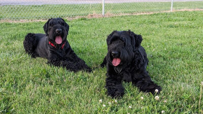 Oglesby Dog Park - Oglesby, IL