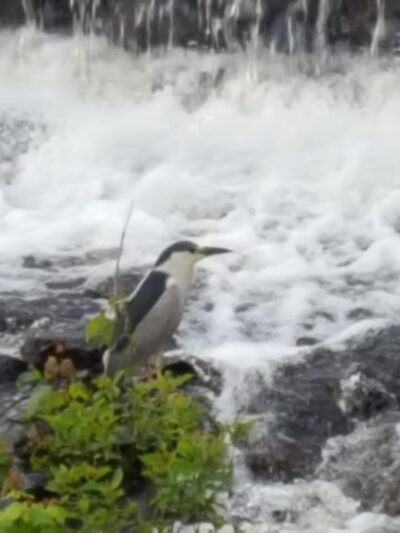 Town Woods Park - Old Lyme, CT