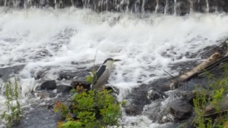 Town Woods Park - Old Lyme, CT