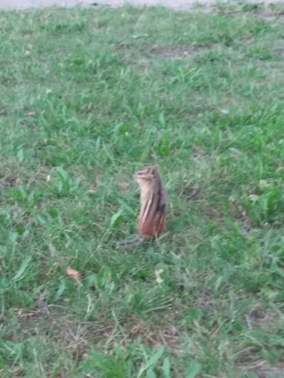 Binette Park - Old Town, ME