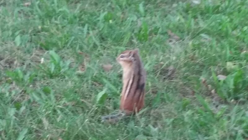 Binette Park - Old Town, ME
