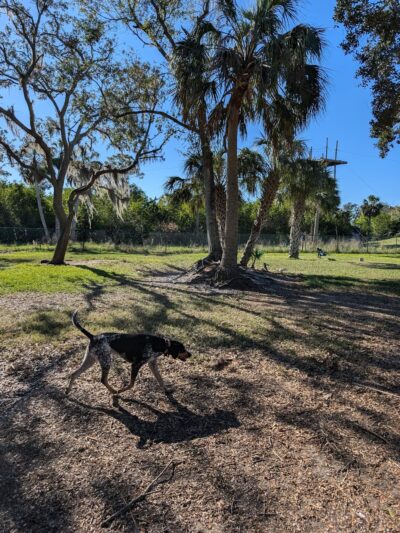 Bark Park (Large) - Oldsmar, FL