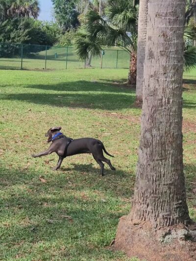 Bark Park (Large) - Oldsmar, FL